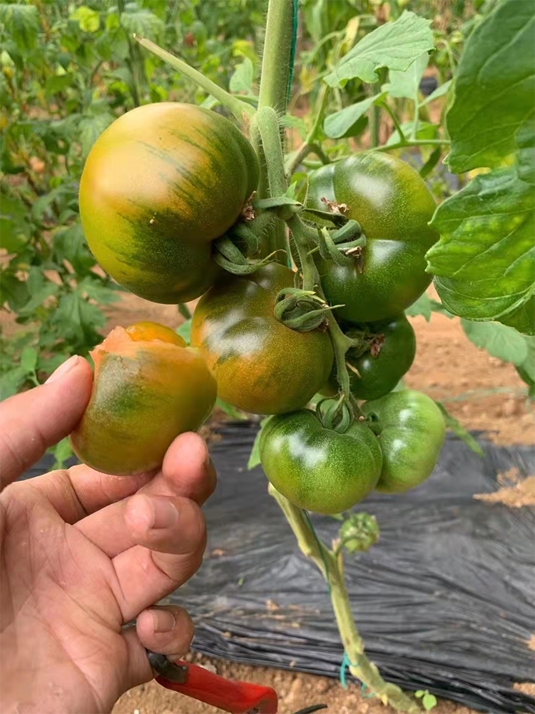 顺丰现摘铁皮柿子水果西红柿酸甜多汁生吃铁莓柿子新鲜自然熟3斤精选