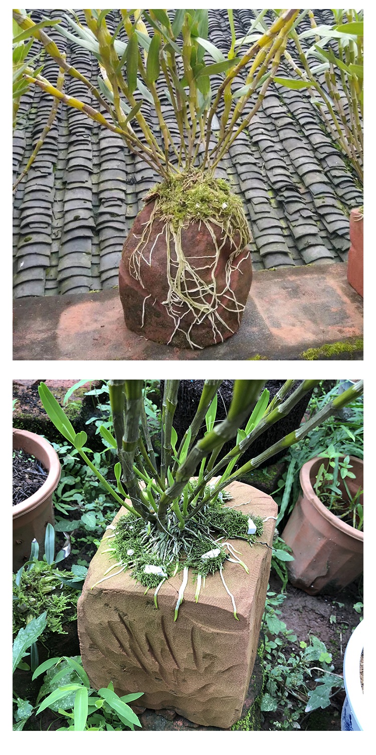 种石斛的赤水丹霞石原石花盆金钗石斛霍山铁皮石斛苗专用基质木桩