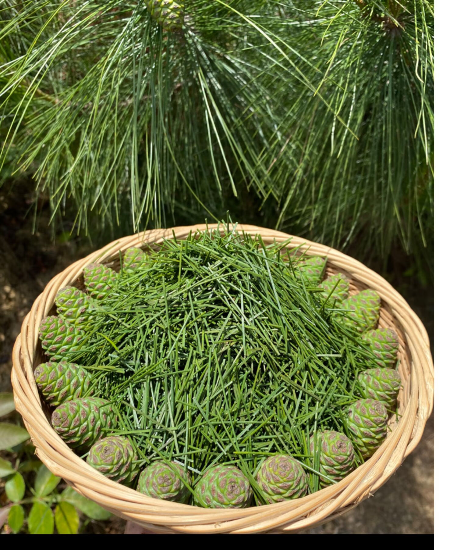 同仁堂松针茶500g全松茶马尾松针叶泡茶干松针中药材另有蒲公英野生