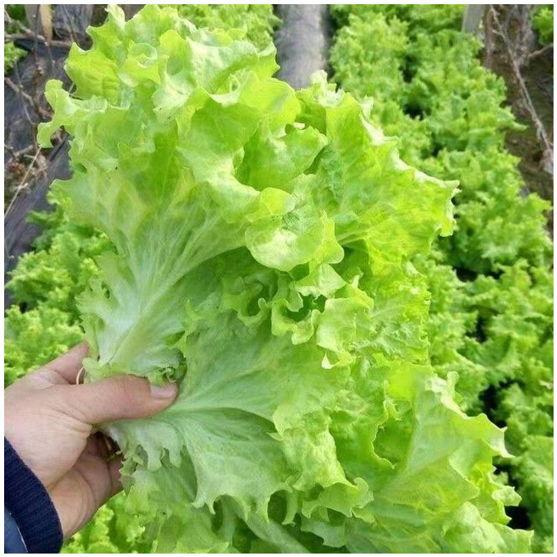 美国大速生菜种子蔬菜沙拉奶油生菜种籽四季高产阳台盆栽蔬菜种孑 大