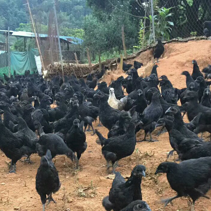 半斤左右五黑鸡苗五黑鸡活苗五黑一绿鸡活体下蛋鸡苗脱温鸡小鸡仔活苗