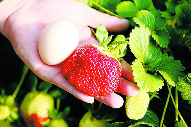 盆栽草莓苗 四季结果草莓苗 当年结果牛奶草莓苗 草莓苗 批发盆栽草莓