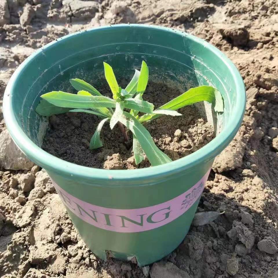 大丽花花苗地瓜花苗球根花卉庭院种植大丽花苗盆栽带花重瓣植物 d9
