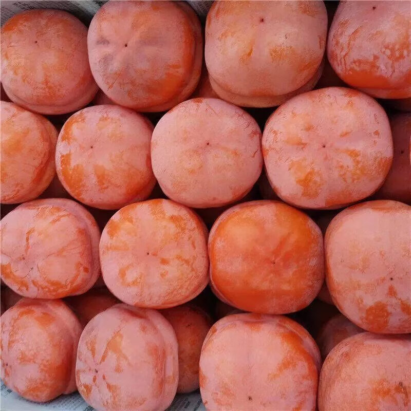 大软甜柿子新鲜磨盘柿一整箱现摘现发北京天津大盆柿皮薄甜糯 净重5斤