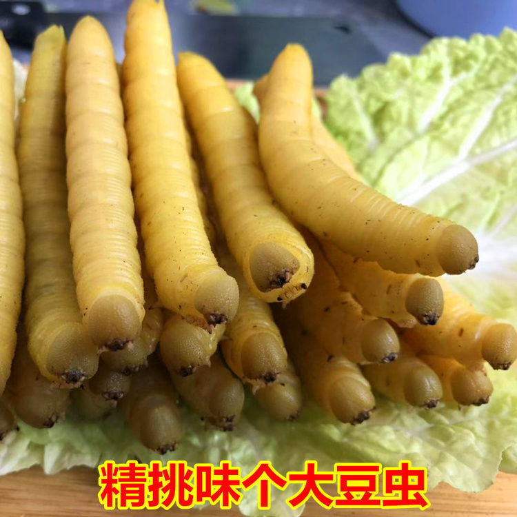 批发豆虫野生山东豆虫豆丹豆虫活体豆虫即食炸豆虫活豆虫豆青虫半斤