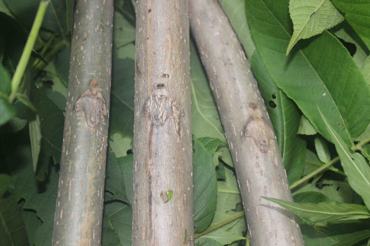 靠山庄 长白山核桃树枝老树枝野生核桃树枝东北山核桃树枝500g