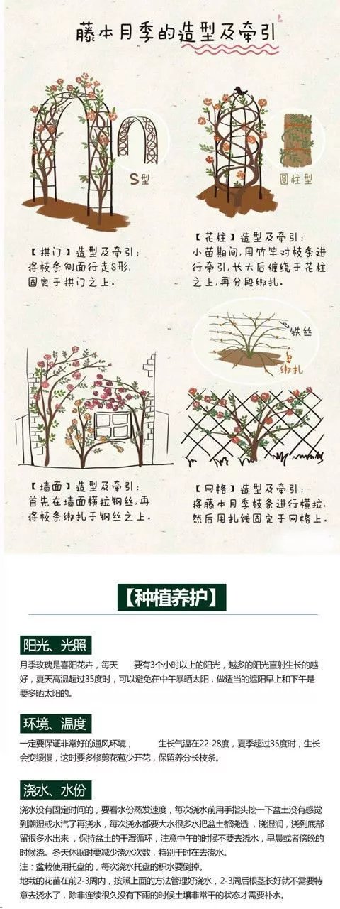 14，薔薇花苗藤本月季特大花樹庭院爬藤植物陽台花卉玫瑰盆栽四季開花 自由精神 四季開花 大花 濃香 小苗高度10-15厘米高營養鉢苗