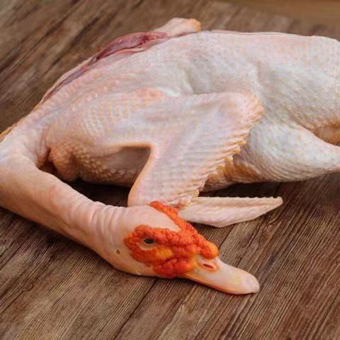 黑白番鸭新鲜肥美自家散养杀好净重6斤左右