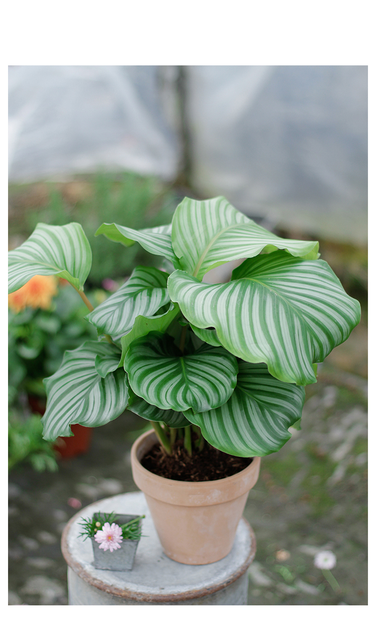 园艺青苹果竹芋盆栽室内吸甲醛净化空气办公桌面观叶植物四季常青好养