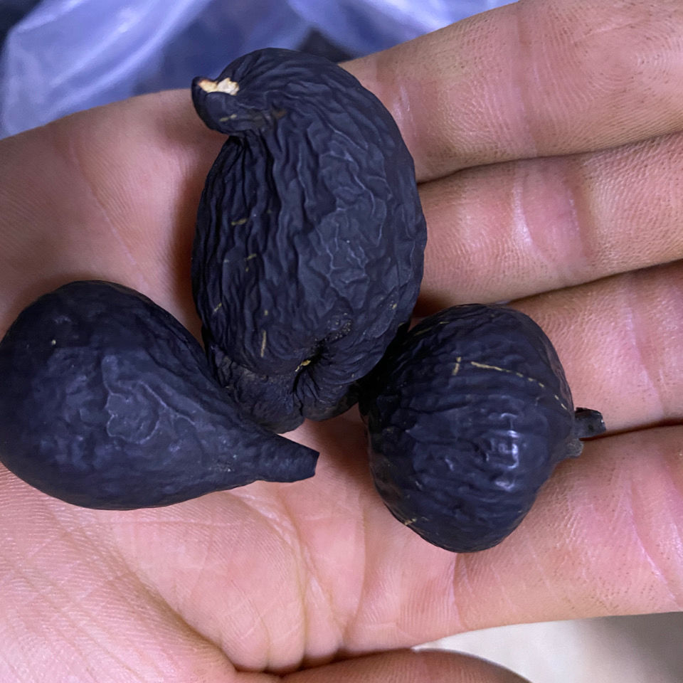 正宗云南乌灵参 鸡纵蛋 乌苓参干货 乌灵参 雷震子