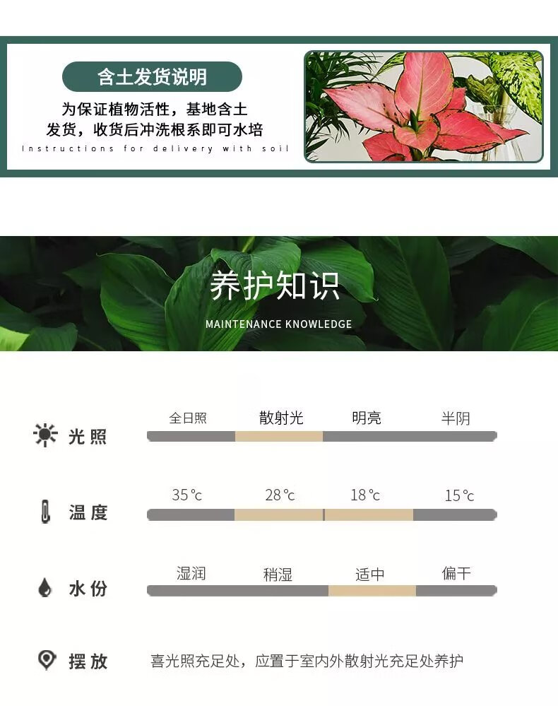 22，九裡香盆栽花卉袖珍小竹柏桌麪水培植物吉利紅辦公桌創意綠植 小紅掌1株 不含盆