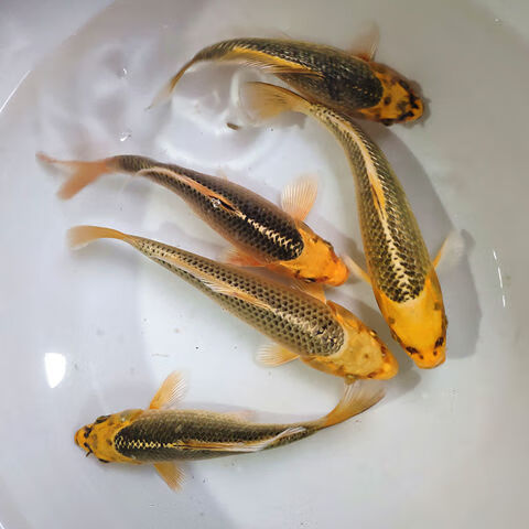 观赏鱼纯种日本松叶锦鲤金松叶银松叶红松叶锦鲤活体风水鱼冷水鱼 金