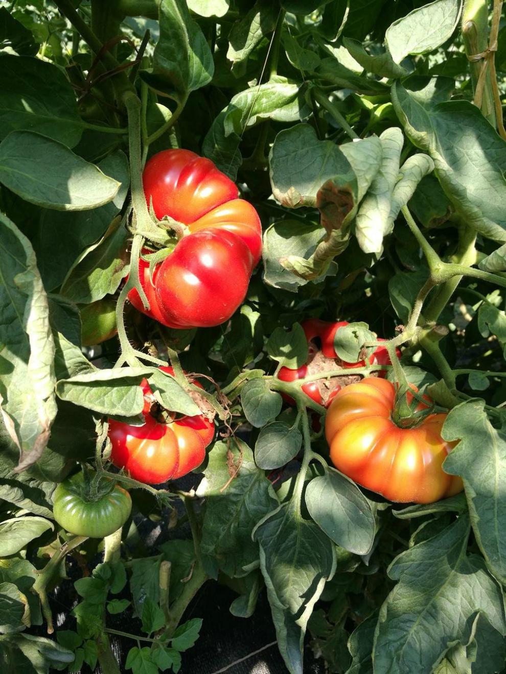 潮汕自然熟马蹄番茄西红柿新鲜生吃露天孕妇宝宝农家水果蔬菜 5斤(兼