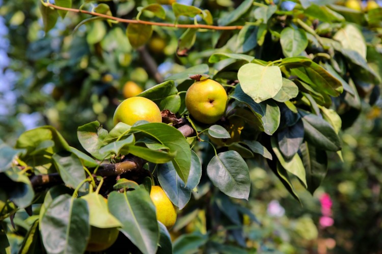 脆甜苏州树山翠冠梨 树山梨 脆冠梨 梨子 新鲜水果10斤 5斤翠冠梨