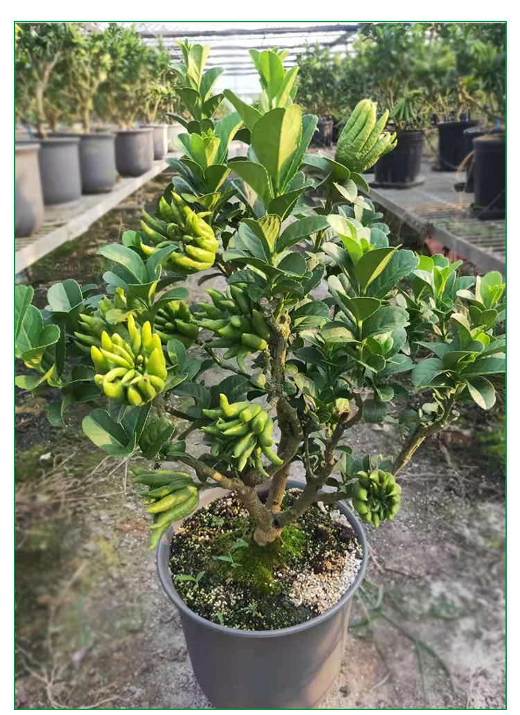 锦林佛手金华佛手盆景带果金佛手苗盆栽花卉千指佛手小果原土原盆千指