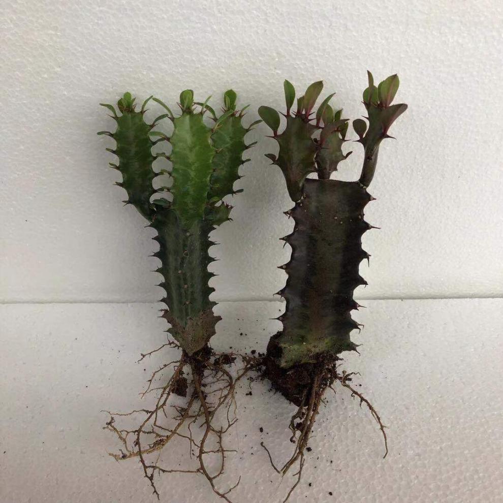 龙骨盆栽仙人掌花卉室内客厅四季常青好养绿植吸除甲醛批发青龙骨苗1