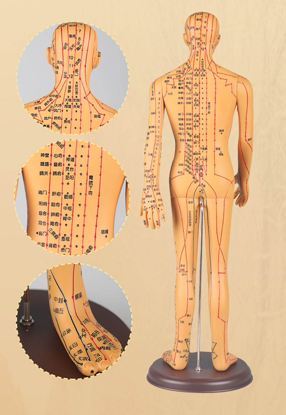 中研太和 人体针灸模型经络穴位中医全身十二经络铜人模特图小人扎针