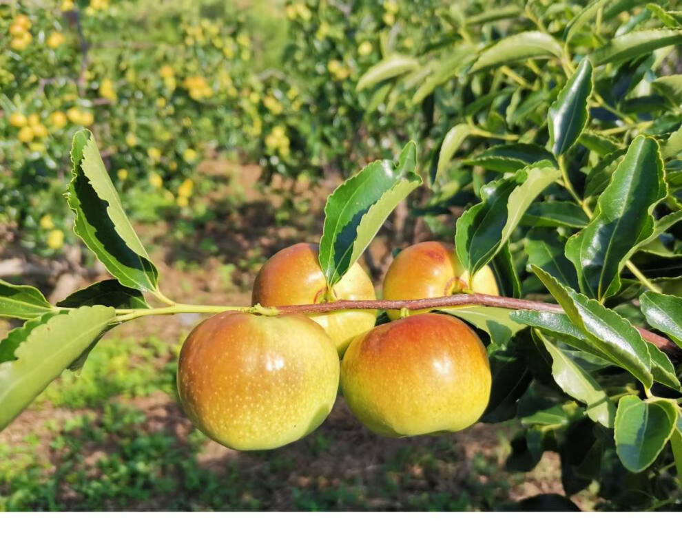 颜曼箐 云南扁枣蜜枣高原蟠枣冬枣青枣新鲜枣水果 酥脆甜 肉厚核小2斤