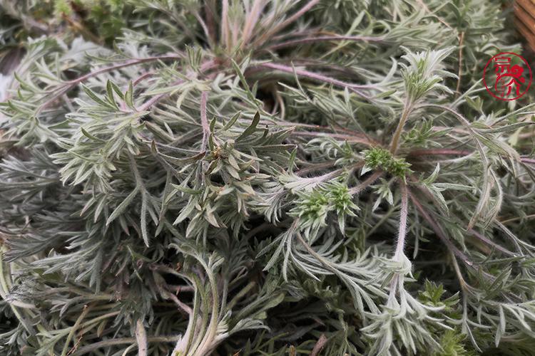 伟博22年新鲜茵陈草陕西绵茵陈白蒿新鲜野菜整颗采挖三月茵陈 新鲜
