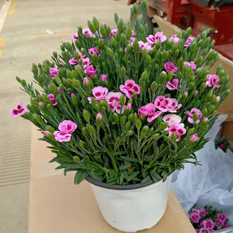 德骊嘉进口初吻康乃馨盆栽花苗带花苞室内客厅阳台四季花卉植物红色系