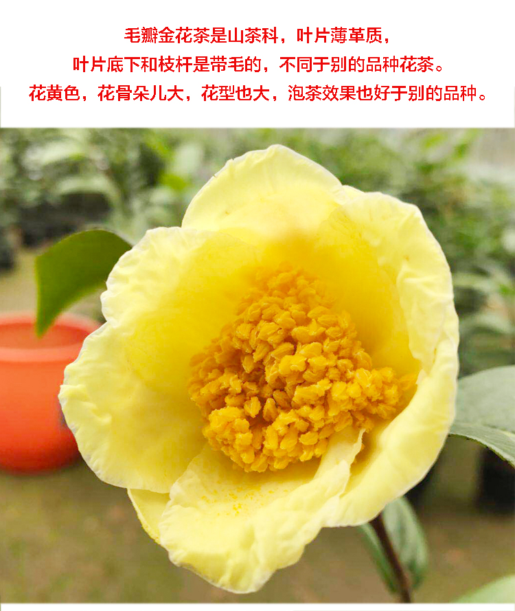 毛瓣金花茶树苗盆栽茶花树苗名贵花卉稀有品种原生金花茶苗 毛瓣