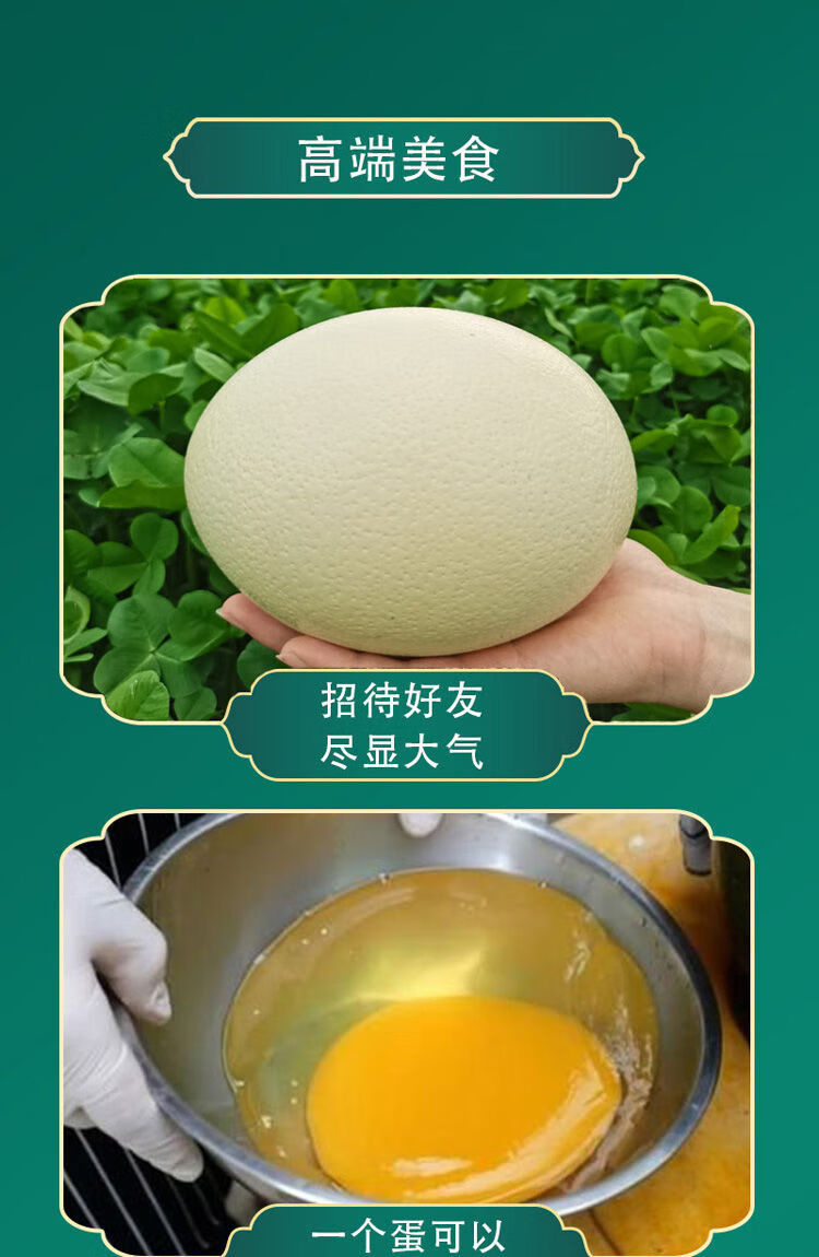超大号新鲜鸵鸟蛋带礼品盒底座开蛋器3斤左右砂皮蛋