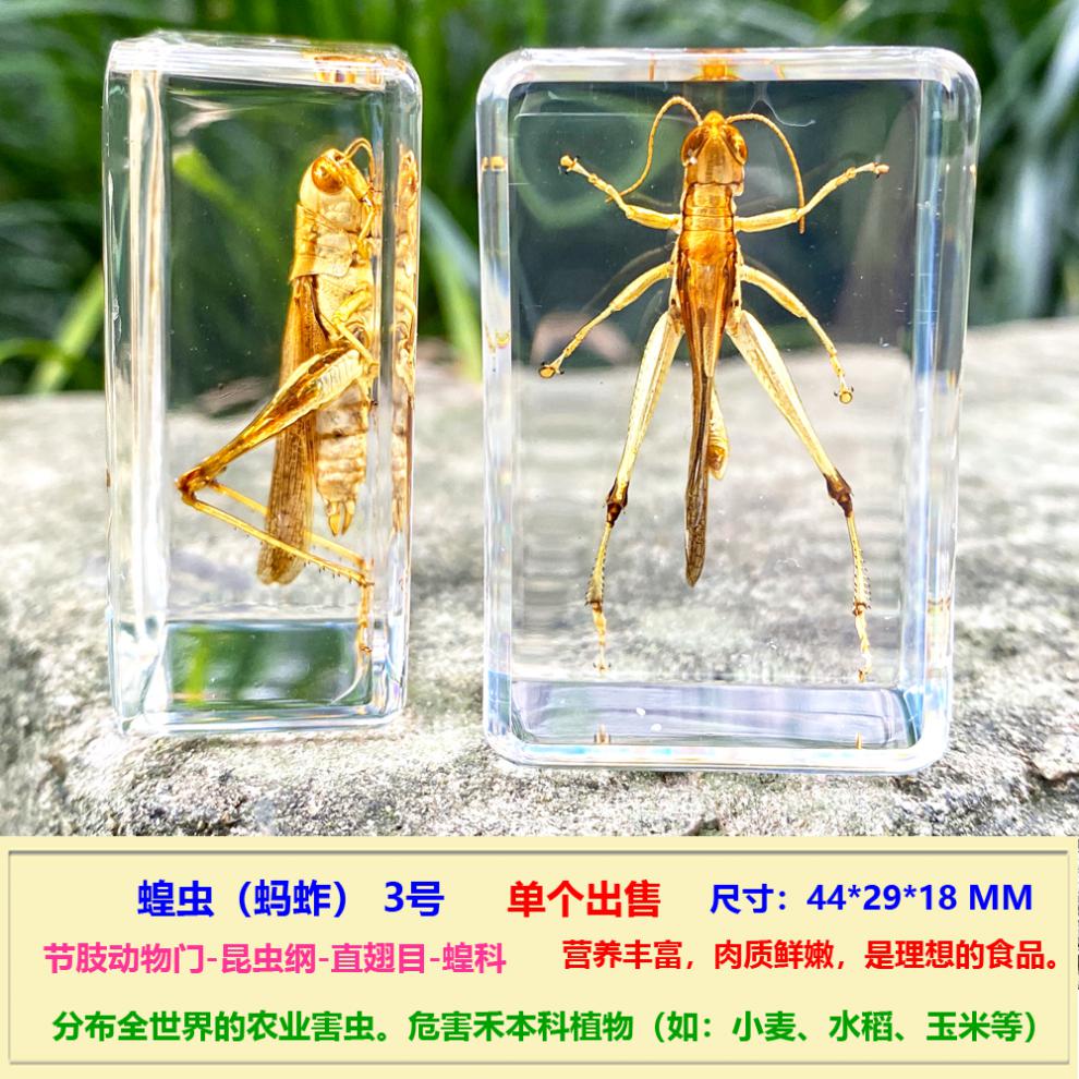 2022新款昆虫标本 原虫真虫真实小动物昆虫标本树脂金龟子象鼻虫琥珀