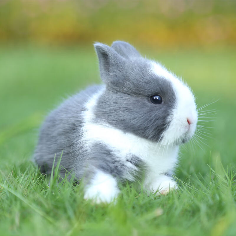 白色公主兔 一只单身兔