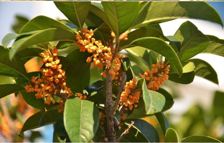 語辰彤 桂花種子桂花籽金桂丹桂沉香桂四季桂 四季桂.