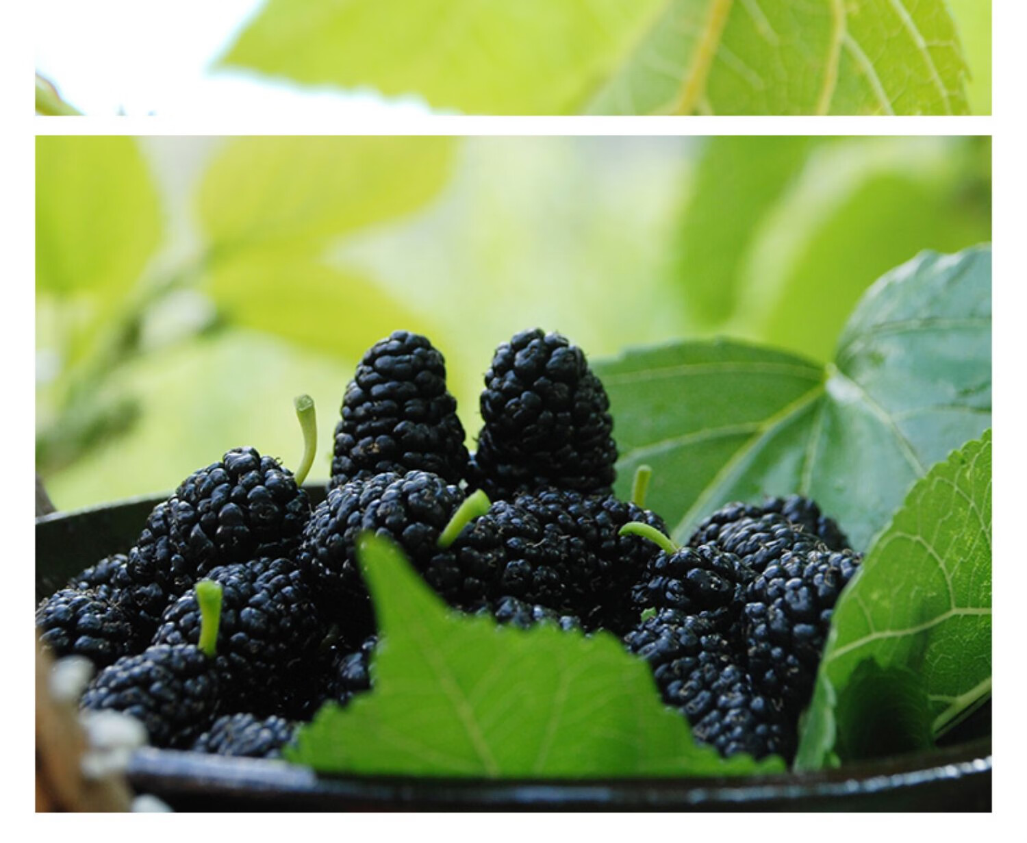 顺丰空运5a特级果四川大凉山新鲜桑葚现摘现发孕妇水果无沙黑桑葚鲜果