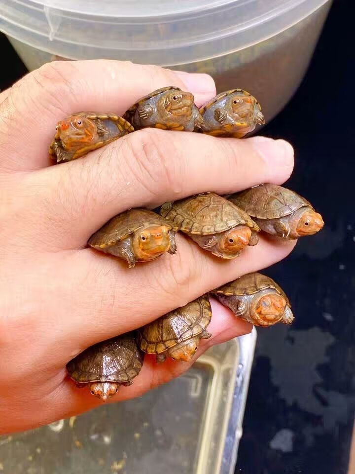 荣郁 红面蛋龟活体国产红面苗子成体深水观赏宠物易养互动红面蛋龟 3