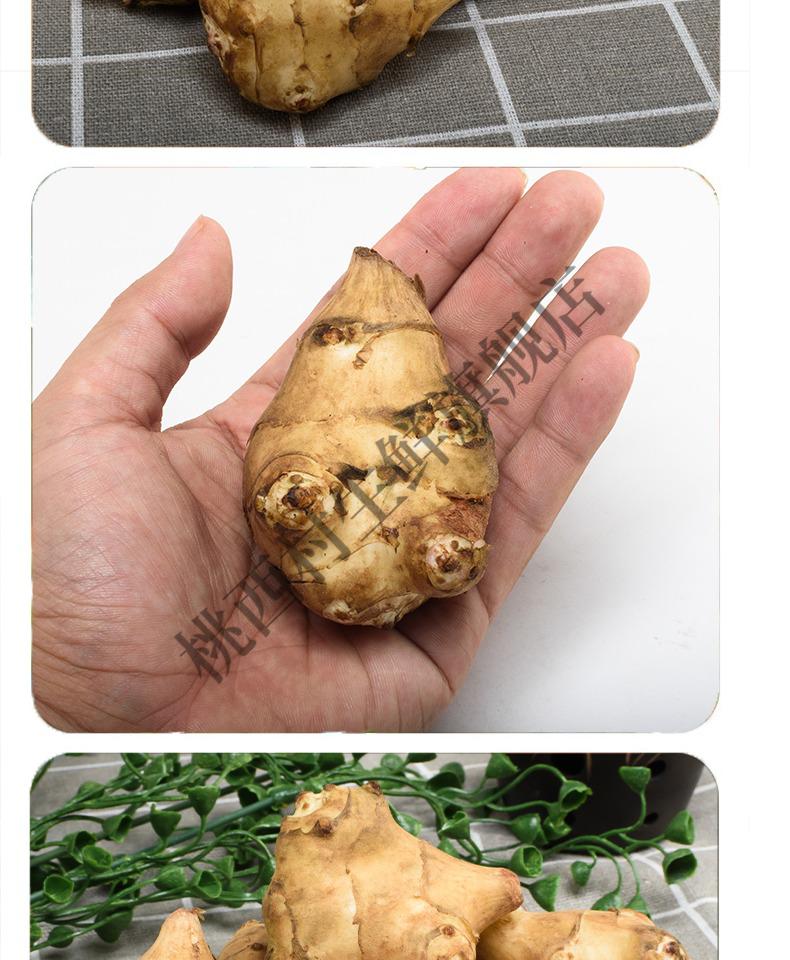 洋姜现挖新鲜洋姜菊芋不辣野生鬼子姜阳姜生姜种子腌泡菜蔬菜5斤洋姜