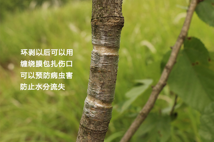 冬枣开甲环剥刀葡萄剥皮剪果树环割刀环切双层环剥钳子剥树皮神器环剥