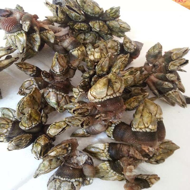 小佛手螺狗爪螺活龟脚舟山贝类鸡爪螺海岛贝类海螺海鲜水产二斤