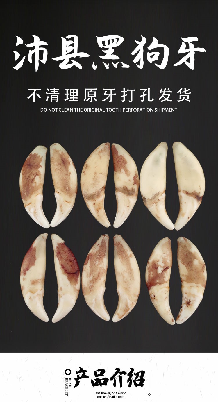 60真黑狗牙吊坠男女藏獒项链宝宝土犬狼狗牙齿挂件儿童狼牙随身饰潮