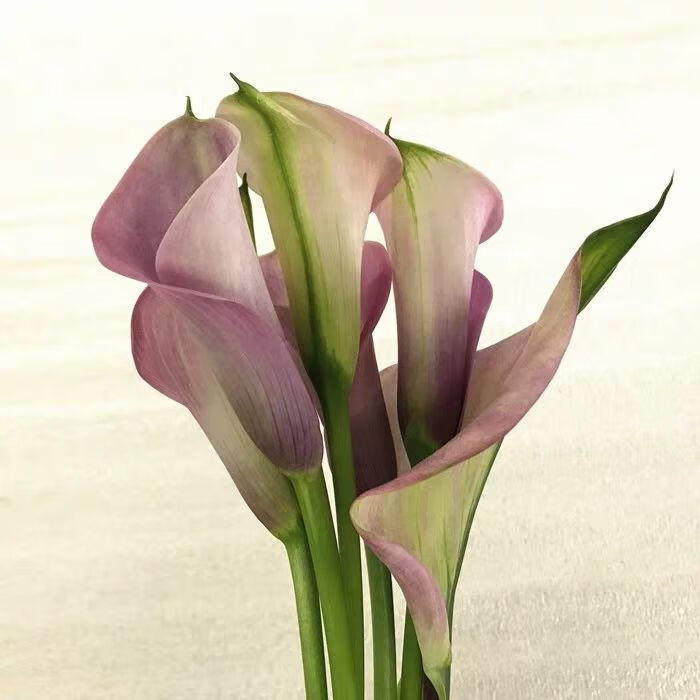 马蹄莲鲜花海芋鲜切花新鲜插花基地直发 白色马蹄莲40厘米 10枝国产