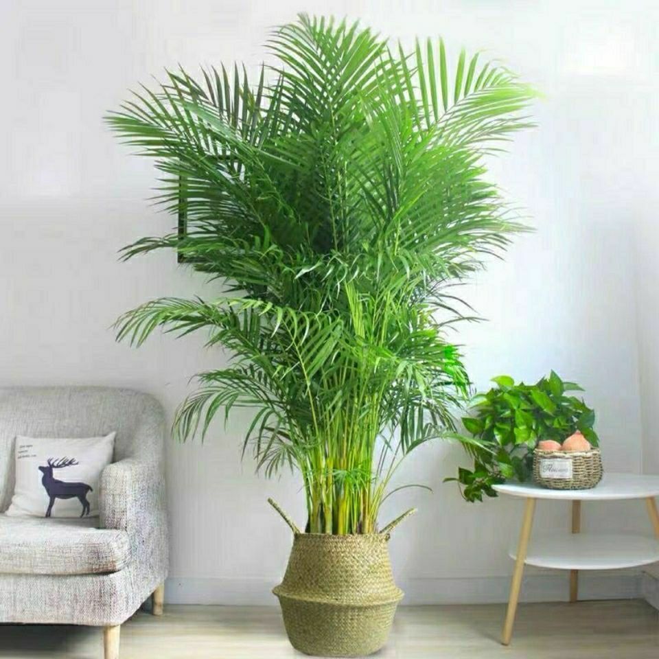 精选大型散尾葵凤尾竹盆栽室内客厅植物盆景网红绿植净化空气散尾葵