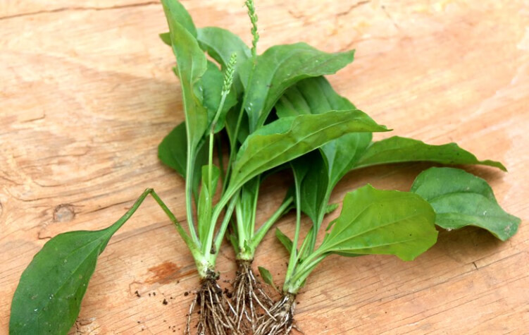 车前草茶新茶 车前子叶茶新鲜嫩叶炒制晒干车前草叶子泡茶