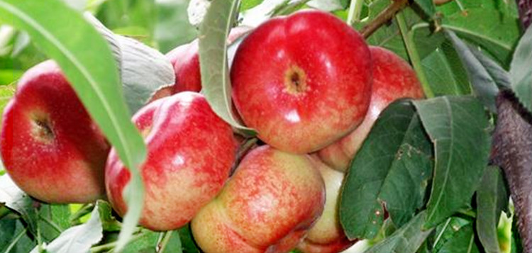 现货纽扣红油蟠桃新鲜孕妇水果陕西奶油甜脆无毛扁蟠桃皮薄多汁送礼