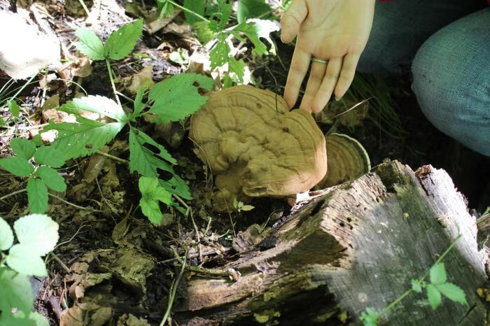 长白山 灵芝500克平盖灵芝树舌整枝大灵芝青芝 青芝 伟博【图片 价格