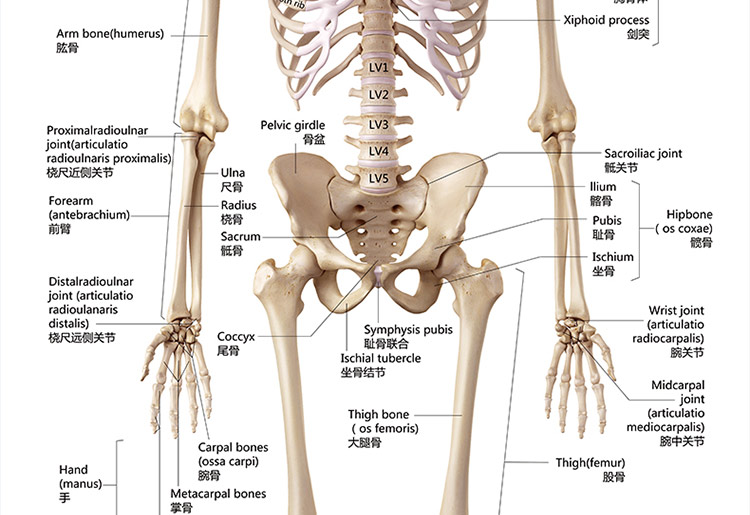 萝朗 标准人体骨骼图大挂图片全身高清人体骨骼结构图解剖图全身海报