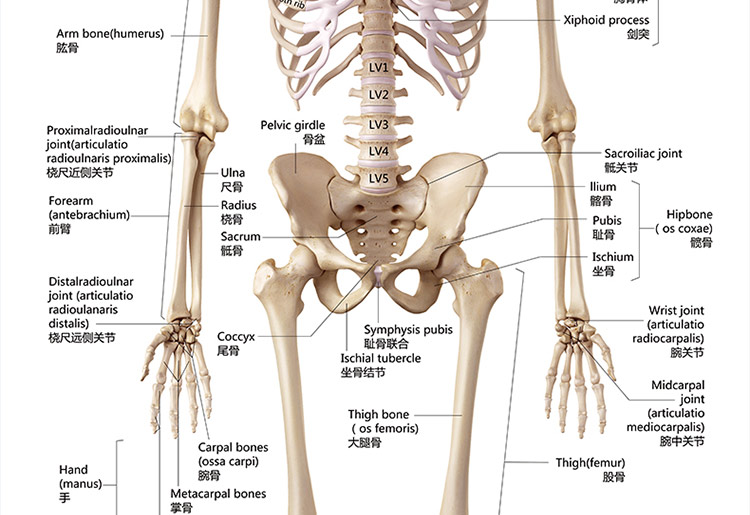 女性人体骨骼名称图片