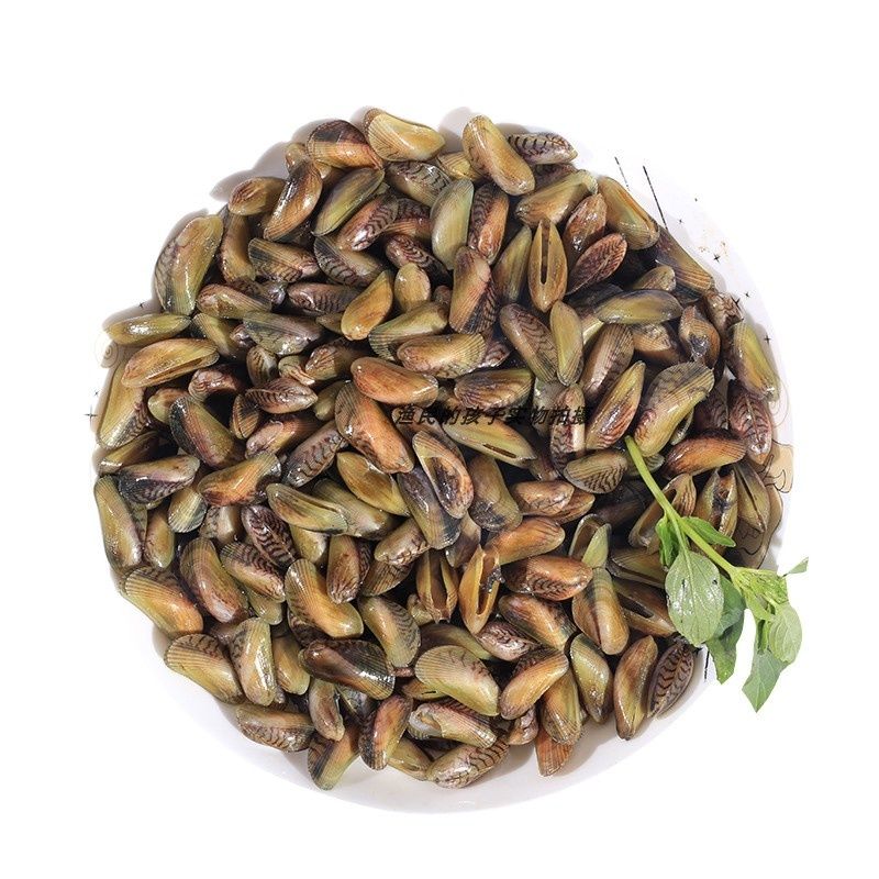 海鲜水产鲜活薄壳海瓜子一斤 红肉薄壳目厦门海瓜子 生鲜海鲜萌逗虾米