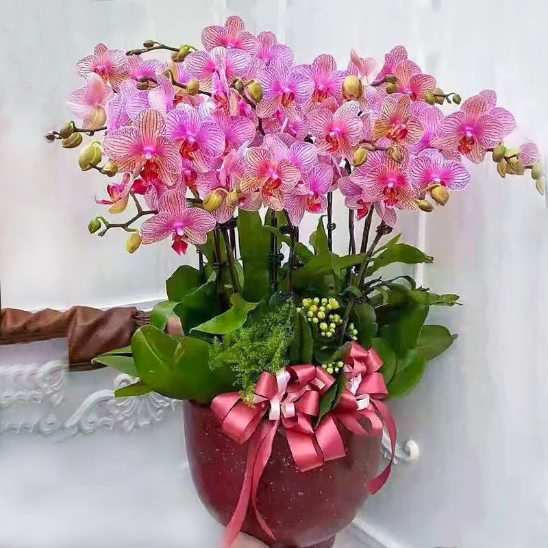 带花剑蝴蝶兰花苗盆栽带花苞大苗兰花苗客厅花卉植物室内花好养活 多