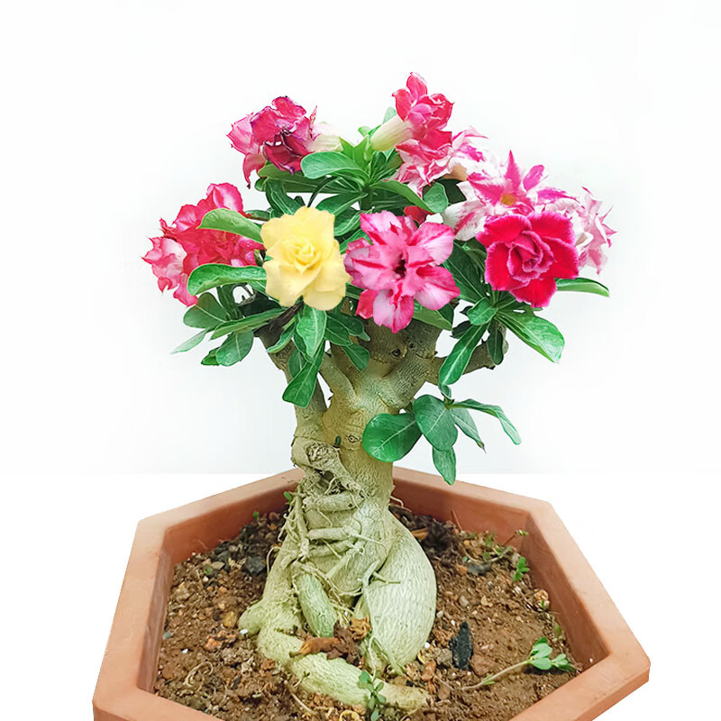 特大重瓣多色沙漠玫瑰开花不断大型盆景带花苞怪根老桩耐旱植物 嫁接