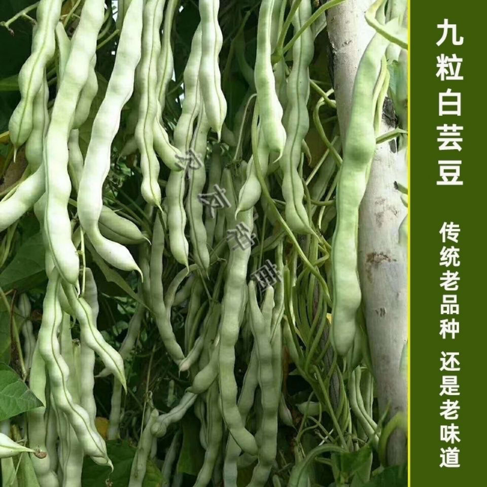 摘不败九粒白芸豆种子老来少豆角种籽早熟高产春秋季四季豆角大田 -量