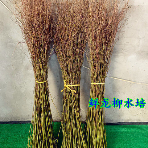 新鲜鲜活龙柳生根枝条干支水培植物泡水长叶懒人植物雪柳好养 1米高10