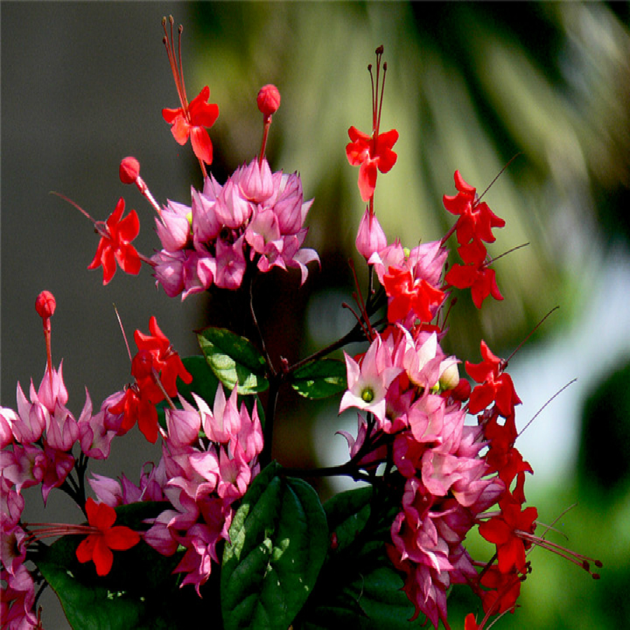 阳台盆栽花卉白花龙吐珠庭院藤本绿植龙吐珠花苗四季开花攀爬植物龙吐