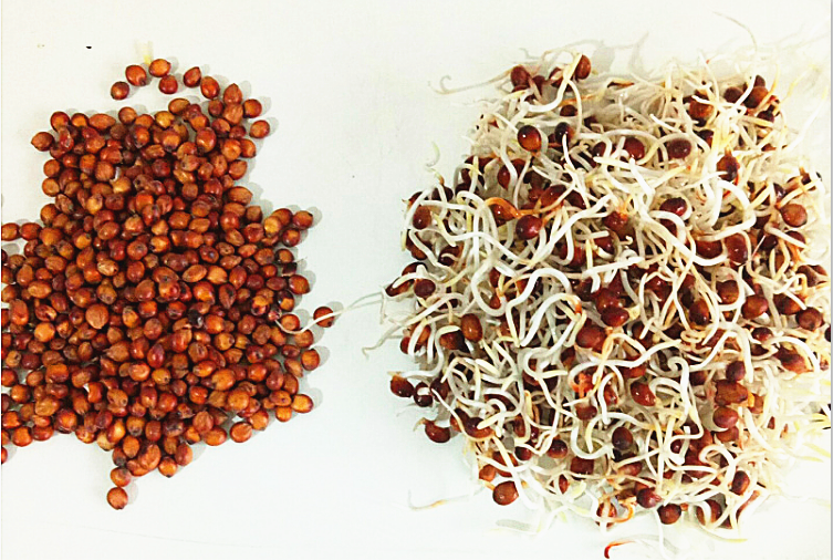 赤卉杂交高丹王草种籽苏丹草种子四季高产牧草种子喂猪牛羊鱼兔草籽