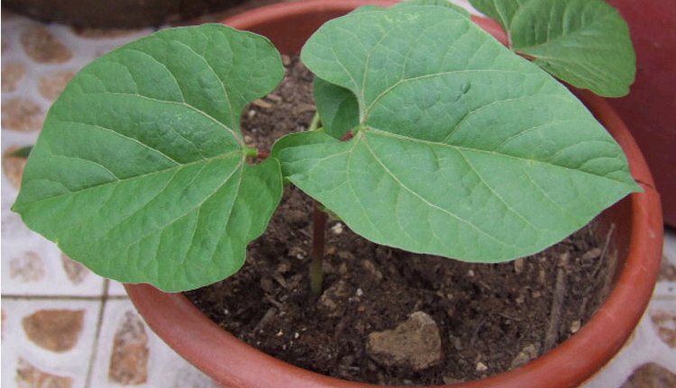 紫边眉豆种籽早熟扁豆种子茶豆角梅豆角早边红高产抗病四季蔬菜种绿色